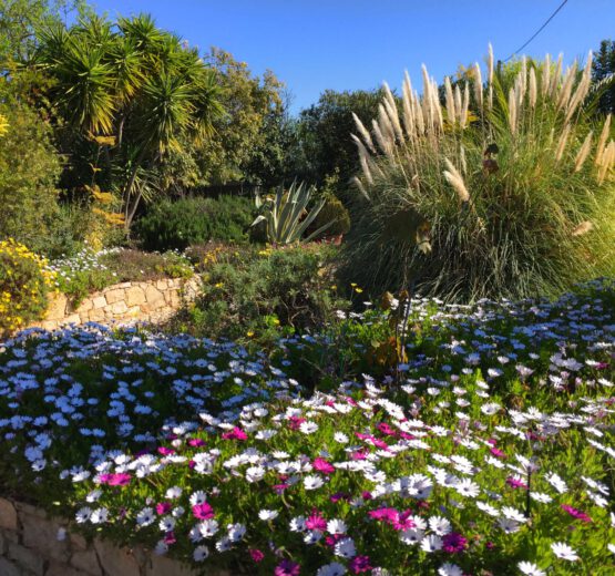 voortuin bij de vakantiehuizen